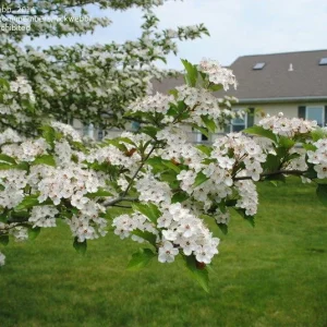 Green Hawthorn Tree Live Starter Plants - 16 to 24 Inches Tall, Set of 2 - Image 2