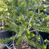 Green Honey Myrtle Live Plant – Melaleuca diosmifolia – 1 Gallon Pot – Outdoor Shrub - Image 1