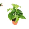 Green Jade Pothos Live Plant – 4 inch Pot – Indoor Houseplant - Image 1