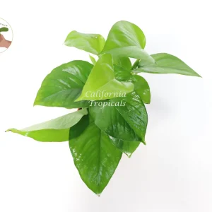 Green Jade Pothos Live Plant – 4 inch Pot – Indoor Houseplant - Image 2