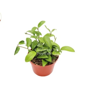 Green Jade Wax Plant Hoya Carnosa Live Plant – 6 inch Potted Indoor Foliage - Image 1