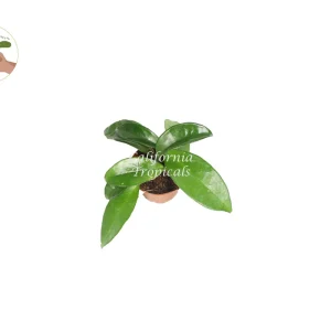 Green Jade Wax Plant Live Plant – Hoya Carnosa – 2 inch Pot – Indoor Houseplant - Image 2