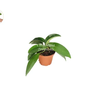 Green Jade Wax Plant Live Plant – Hoya Carnosa – 2 inch Pot – Indoor Houseplant - Image 1