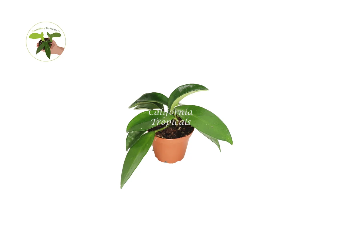 Green Jade Wax Plant Live Plant – Hoya Carnosa – 2 inch Pot – Indoor Houseplant - Image 1