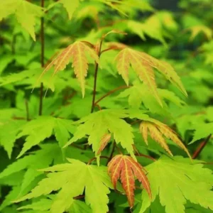 Green Japanese Maple Live Plant – 1 Gallon Pot – Golden Fall Color – Outdoor - Image 3