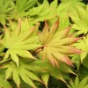 Green Japanese Maple Live Plant – 1 Gallon Pot – Golden Fall Color – Outdoor - Image 1