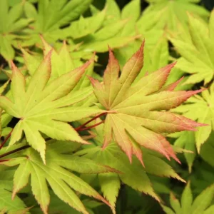 Green Japanese Maple Live Plant – 1 Gallon Pot – Golden Fall Color – Outdoor - Image 1