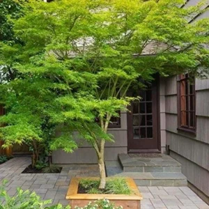 Green Japanese Maple Live Plant – 1 Gallon Pot – Golden Fall Color – Outdoor - Image 4