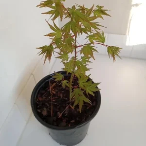 Green Japanese Maple Live Plant – 1 Gallon Pot – Golden Fall Color – Outdoor - Image 5