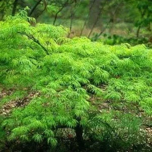 Green Japanese Maple Live Plant 6-12 Inches Tall - Acer Palmatum Atropurpureum Outdoor - Image 1