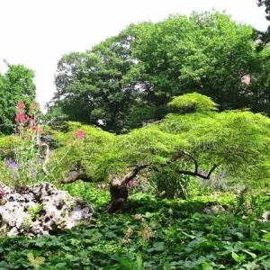 Green Japanese Maple Live Plant 6-12 Inches Tall - Acer Palmatum Atropurpureum Outdoor - Image 5