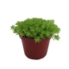 Green Leaf Sedum Stonecrop Live Plant – 2.5" Pot – Fairy Garden Succulent - Image 1