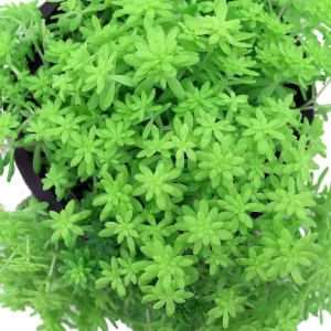 Green Leaf Sedum Stonecrop Live Plant – 2.5