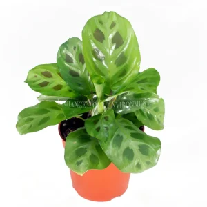 Green Maranta 'Kerchoveana' Live Plant - 4 inch Potted Prayer Plant Indoor - Image 1
