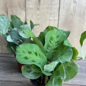 Green Maranta Prayer Plant – Live Indoor Plant – 4