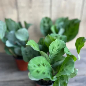 Green Maranta Prayer Plant – Live Indoor Plant – 4