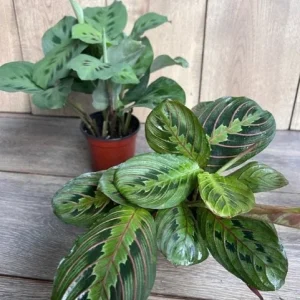 Green Maranta Prayer Plant – Live Indoor Plant – 4
