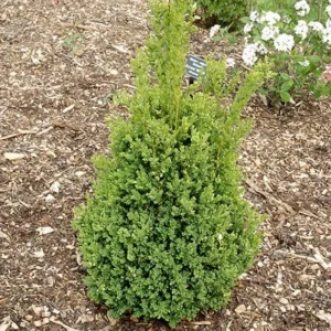 Green Mountain Boxwood Live Plant – Cold-Hardy Evergreen Shrub, Quart Pot, 6-12in Tall - Image 2