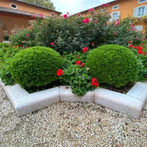 Green Mountain Boxwood Live Plant – Cold-Hardy Evergreen Shrub, Quart Pot, 6-12in Tall - Image 4