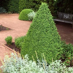 Green Mountain Boxwood Live Plant – Cold-Hardy Evergreen Shrub, Quart Pot, 6-12in Tall - Image 1