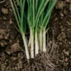 Green Onion Bare Root Plants - 15 Pack, Live Starter for Planting, 4-8 Inch Tall - Image 1