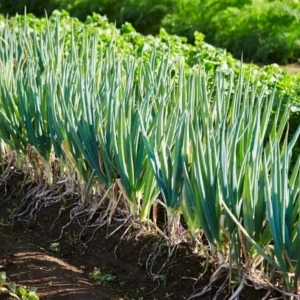 Green Onion Bare Root Plants - 15 Pack, Live Starter for Planting, 4-8 Inch Tall - Image 3