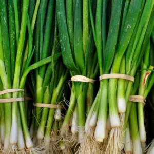 Green Onion Bare Root Plants - 15 Pack, Live Starter for Planting, 4-8 Inch Tall - Image 5