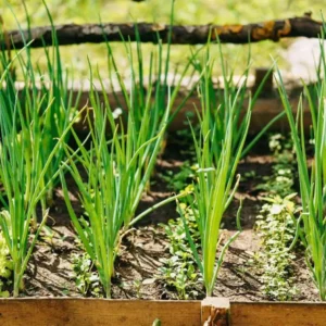 Green Onion Bare Root Plants - 15 Pack, Live Starter for Planting, 4-8 Inch Tall - Image 6