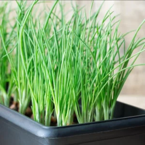 Green Onion Bare Root Plants - 15 Pack, Live Starter for Planting, 4-8 Inch Tall - Image 7