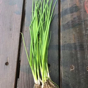 Green Onion Bare Root Plants - 15 Pack, Live Starter for Planting, 4-8 Inch Tall - Image 8