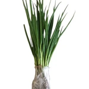 Green Onion Bare Root Plants - 15 Pack, Live Starter for Planting, 4-8 Inch Tall - Image 9