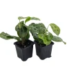 Green Prayer Plant Live Plant - Maranta - 2 Pack 3" Pots - Indoor Tropical - Image 1