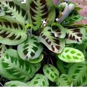 Green Prayer Plant Live Plant - Maranta - 2 Pack 3