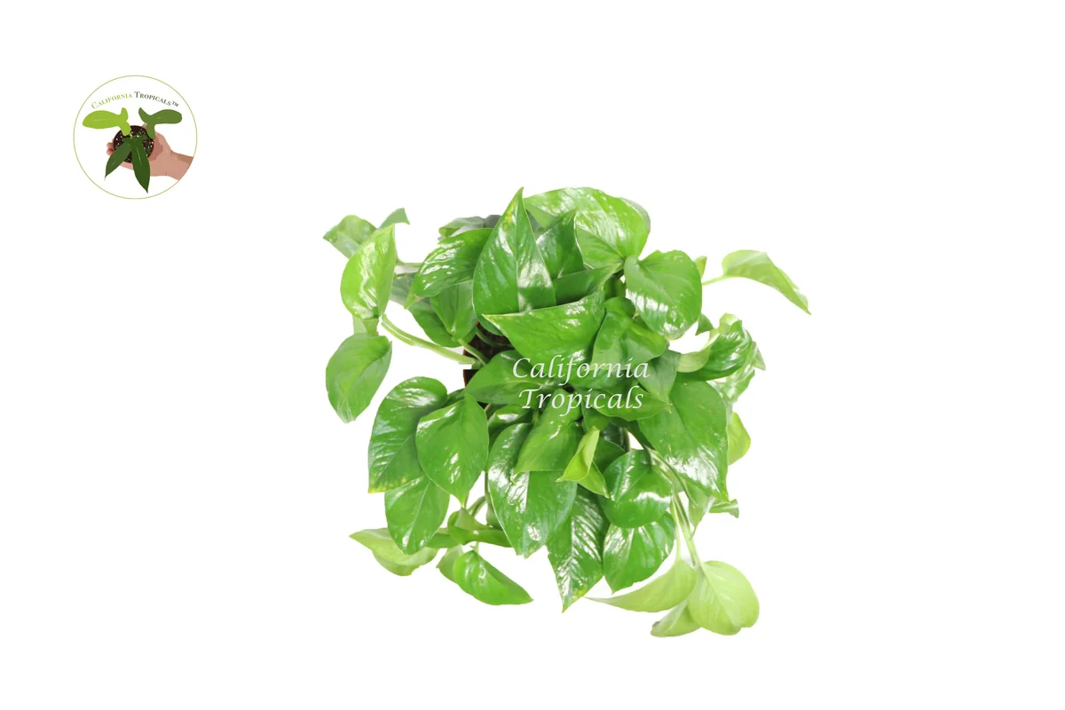 Green Queen Pothos Live Plant – 6 inch Potted Houseplant – Indoor Foliage - Image 2