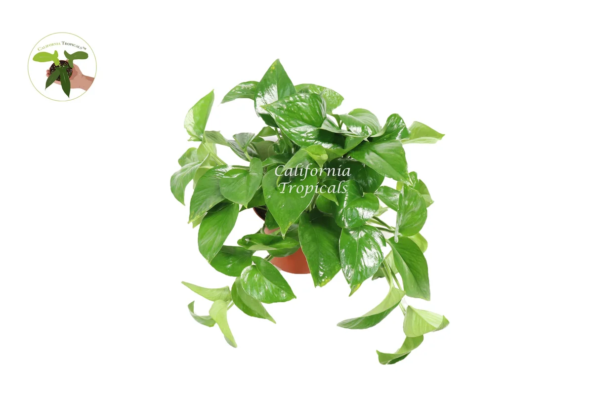 Green Queen Pothos Live Plant – 6 inch Potted Houseplant – Indoor Foliage - Image 1