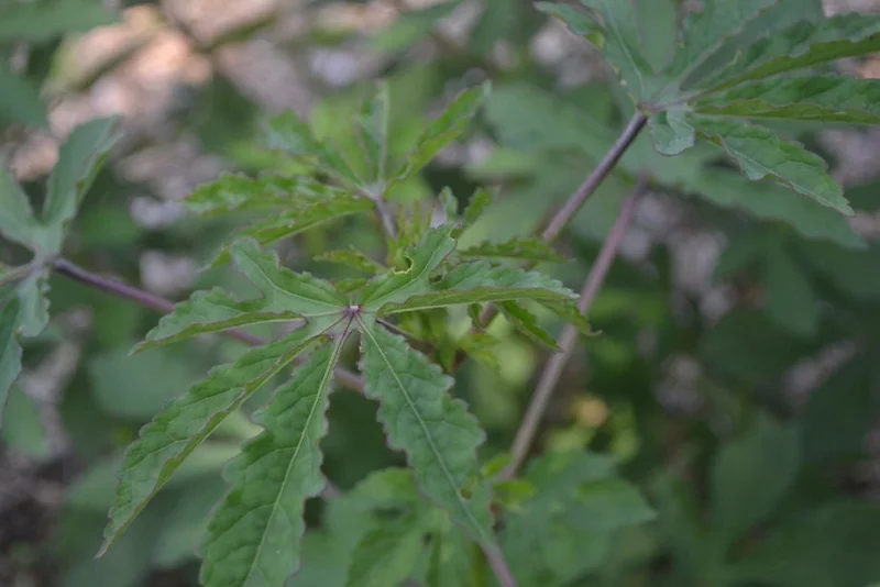 Green Roselle Hibiscus Live Plant & Cuttings – 8-12 Inch Tall – Gongura Edible Plant - Image 2