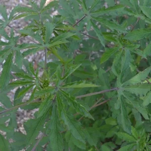 Green Roselle Hibiscus Live Plant & Cuttings – 8-12 Inch Tall – Gongura Edible Plant - Image 3