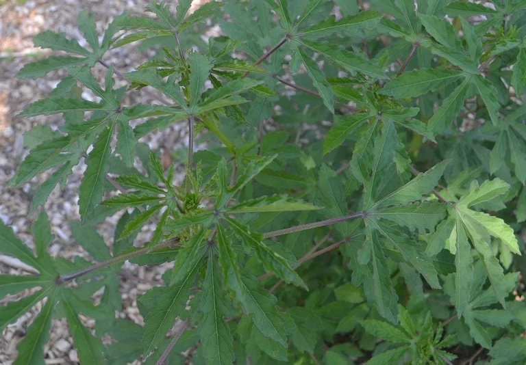 Green Roselle Hibiscus Live Plant & Cuttings – 8-12 Inch Tall – Gongura Edible Plant - Image 3