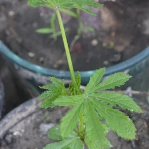 Green Roselle Hibiscus Live Plant & Cuttings – 8-12 Inch Tall – Gongura Edible Plant - Image 4