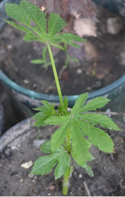 Green Roselle Hibiscus Live Plant & Cuttings – 8-12 Inch Tall – Gongura Edible Plant - Image 4