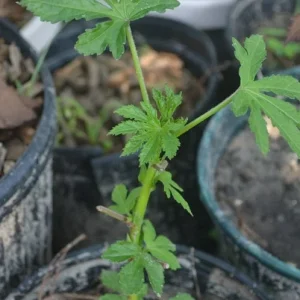 Green Roselle Hibiscus Live Plant & Cuttings – 8-12 Inch Tall – Gongura Edible Plant - Image 5