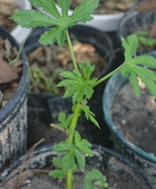 Green Roselle Hibiscus Live Plant & Cuttings – 8-12 Inch Tall – Gongura Edible Plant - Image 5