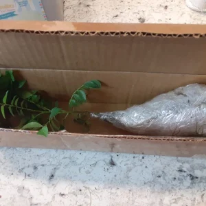 Green Roselle Hibiscus Live Plant & Cuttings – 8-12 Inch Tall – Gongura Edible Plant - Image 6