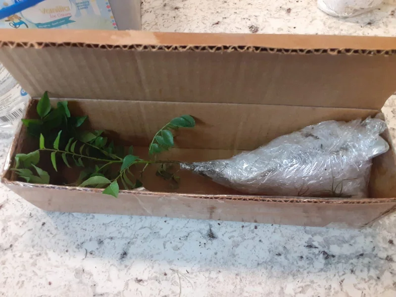 Green Roselle Hibiscus Live Plant & Cuttings – 8-12 Inch Tall – Gongura Edible Plant - Image 6