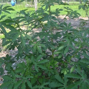 Green Roselle Hibiscus Live Plant & Cuttings – 8-12 Inch Tall – Gongura Edible Plant - Image 1