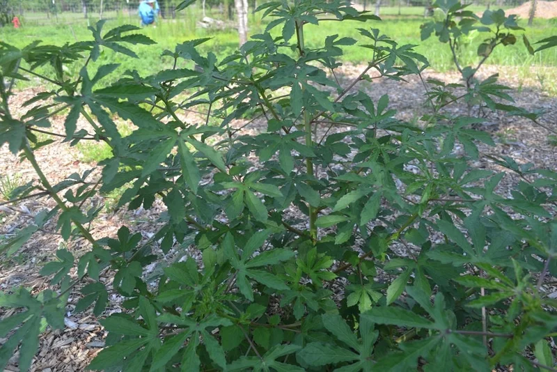 Green Roselle Hibiscus Live Plant & Cuttings – 8-12 Inch Tall – Gongura Edible Plant - Image 1