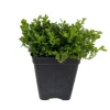 Green Spikemoss Live Plant – Selaginella – Terrarium & Fairy Garden – 2.5 inch Pot - Image 1