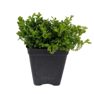 Green Spikemoss Live Plant – Selaginella – Terrarium & Fairy Garden – 2.5 inch Pot - Image 1