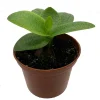 Green Squill Live Plant - Ledebouria pauciflora - 2.5" Pot - Easy Care Houseplant - Image 1