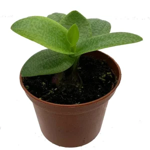 Green Squill Live Plant - Ledebouria pauciflora - 2.5